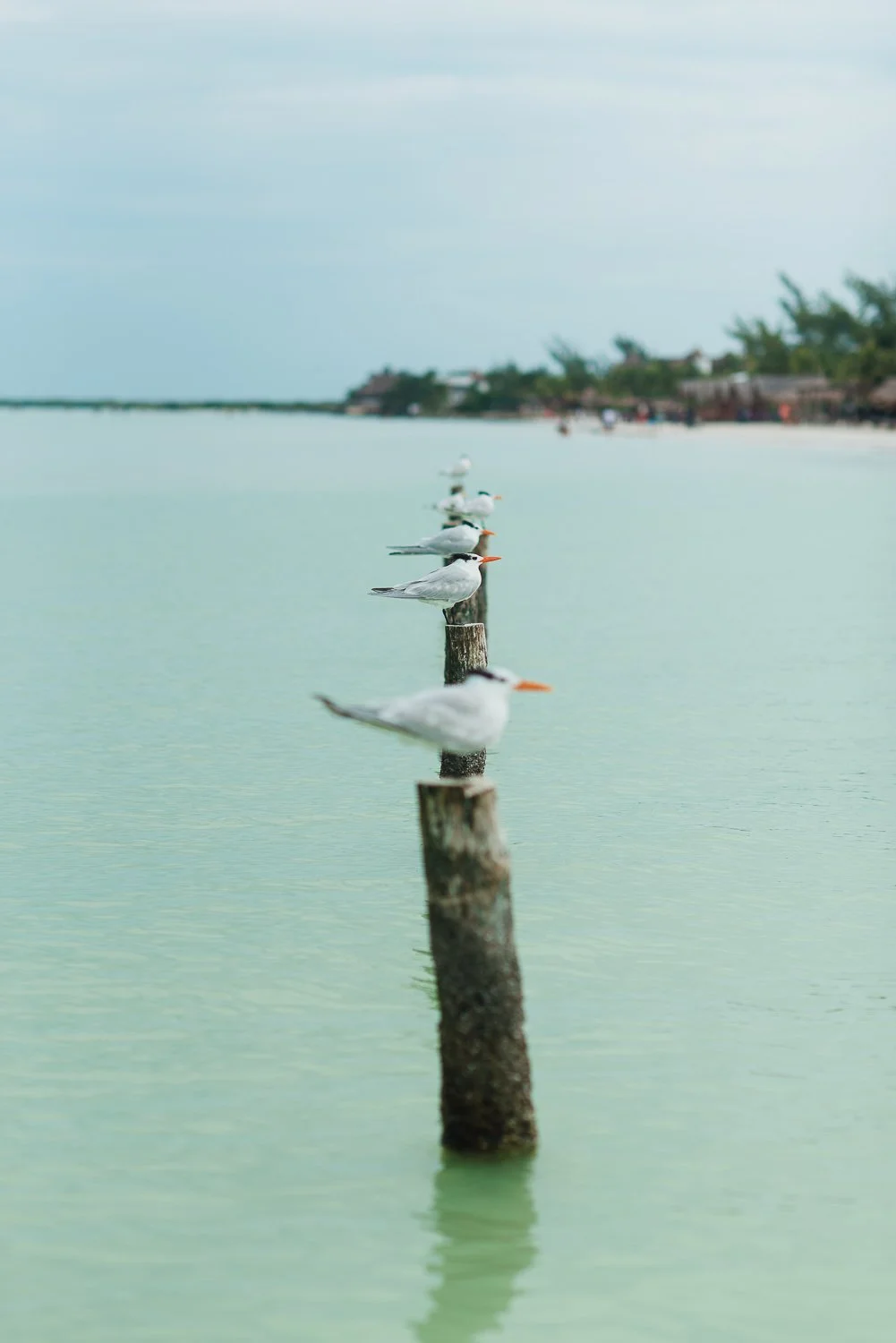 Ryan-Waneka-Photography-Travel-2021-Isla-Holbox-Mexico-15.jpg