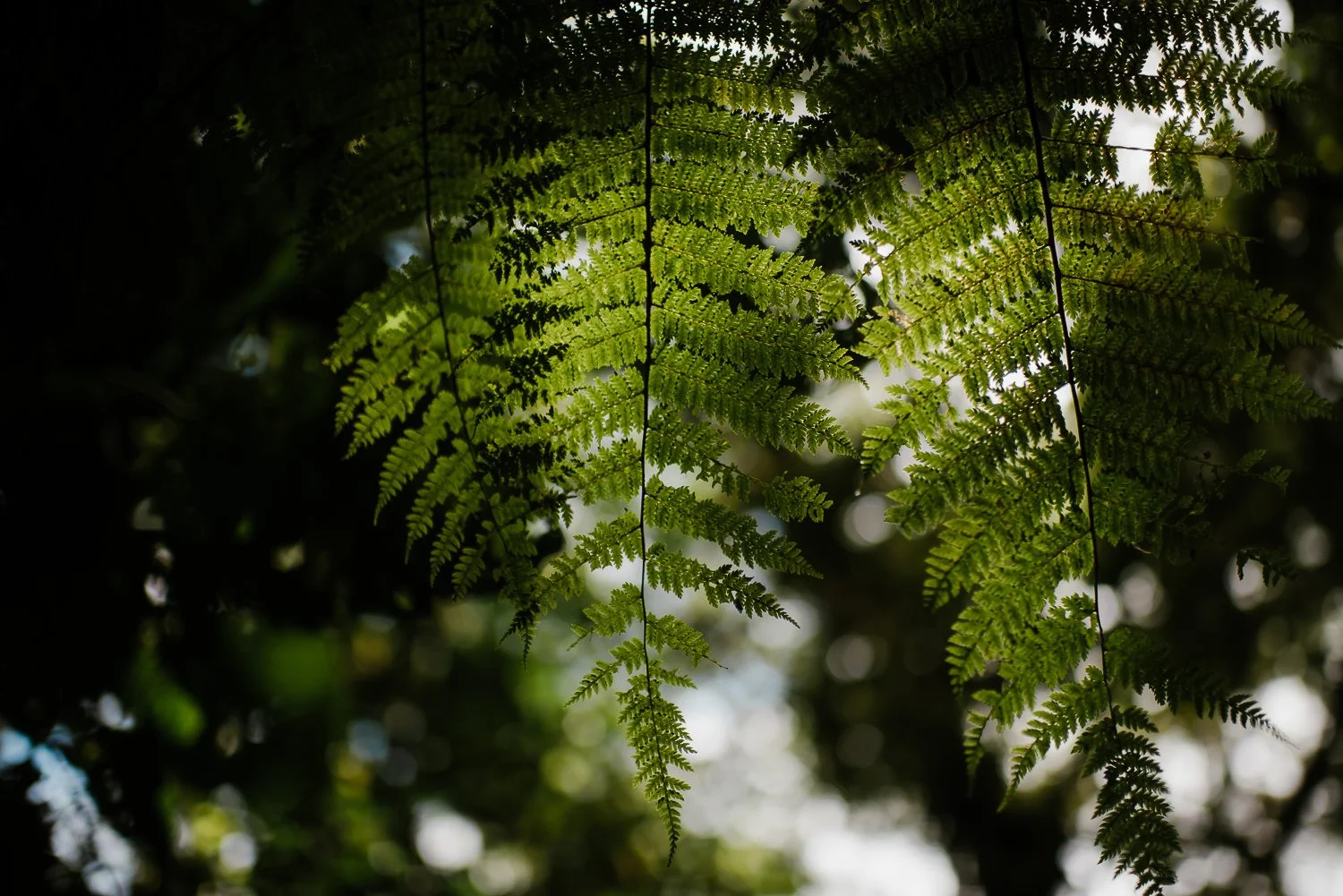 Close up nature photography of leaves backlit by the sun in Monteverde cloud forest in Costa Rica