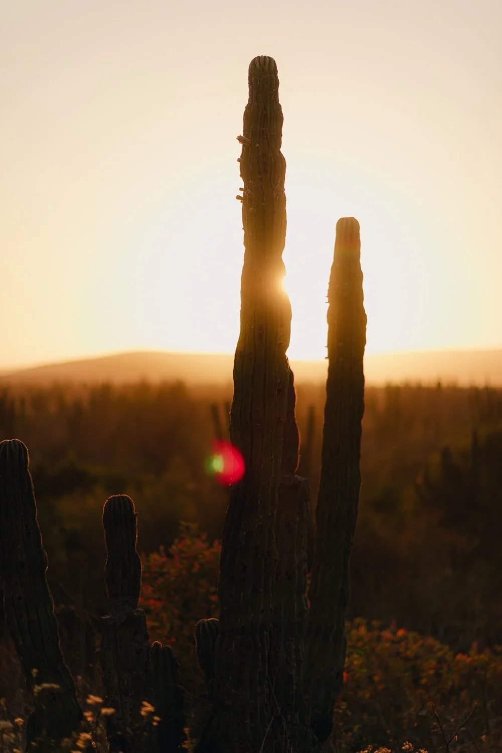 Ryan-Waneka-Photography-2022-La-Paz-Mexico-38-cacti-forest-desert-sunset-golden-hour.jpg