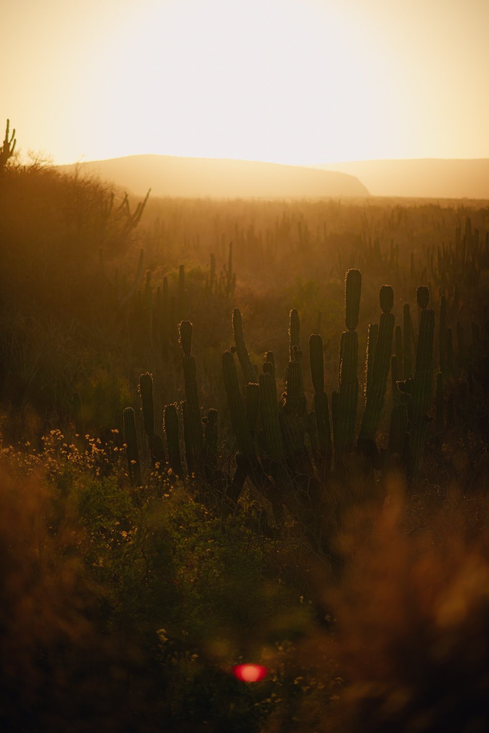 Ryan-Waneka-Photography-2022-La-Paz-Mexico-35-cacti-forest-desert-sunset.jpg