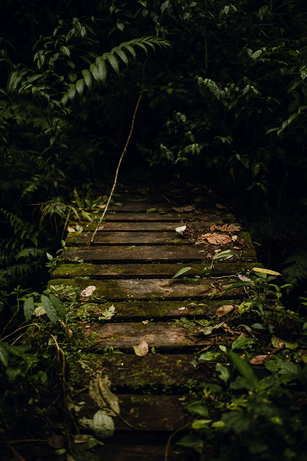 travel photography of a mossy wooden bridge near a trail in Monteverde cloud forest in Costa Rica