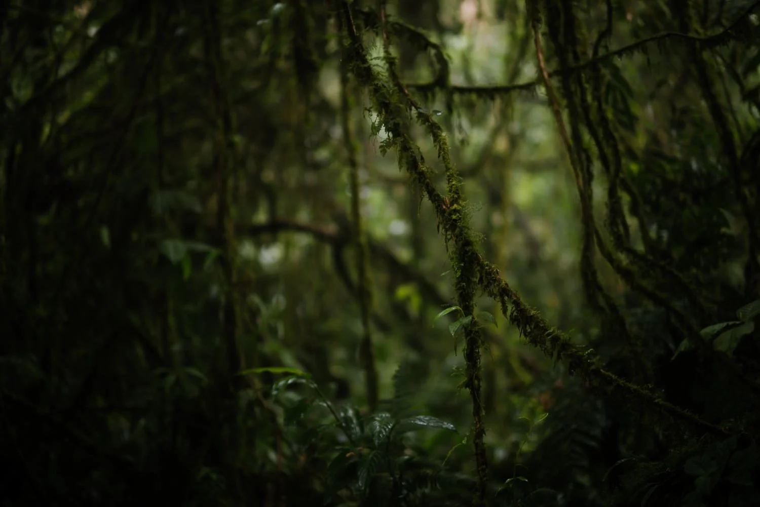 Landscape photograph of the foggy rainforest on Cerro Chato in Costa Rica