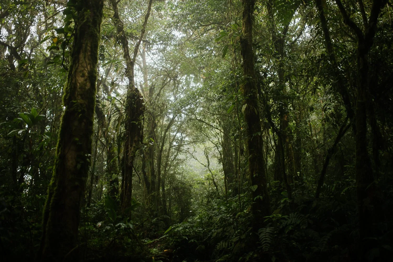 Landscape photograph of the foggy rainforest on Cerro Chato in Costa Rica
