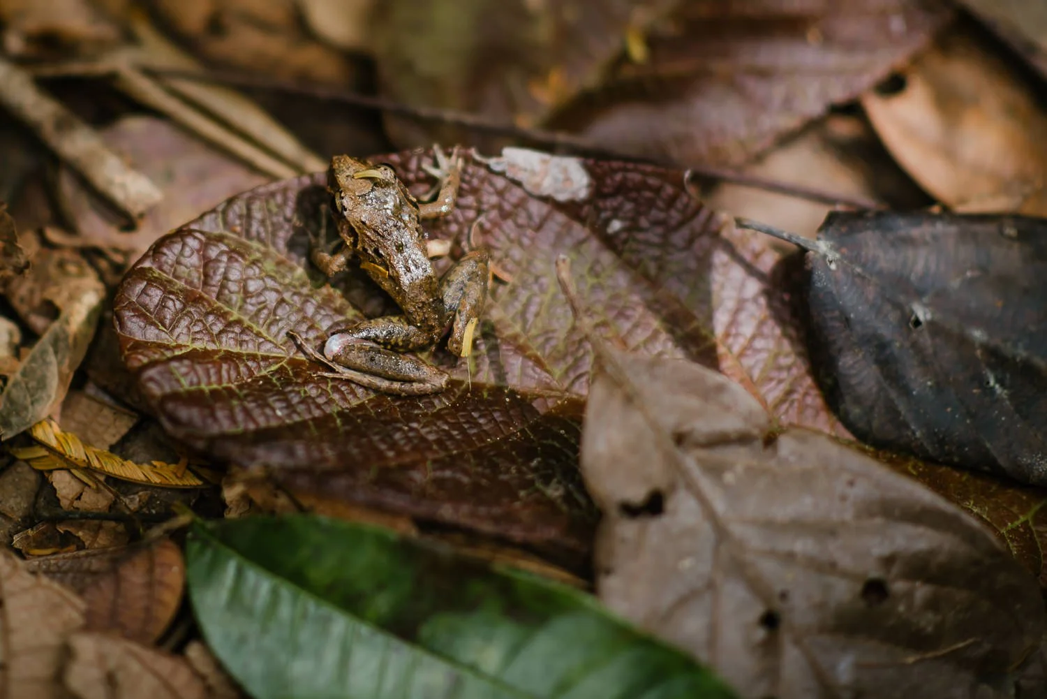 Travel photograph of a frog in Costa Rica