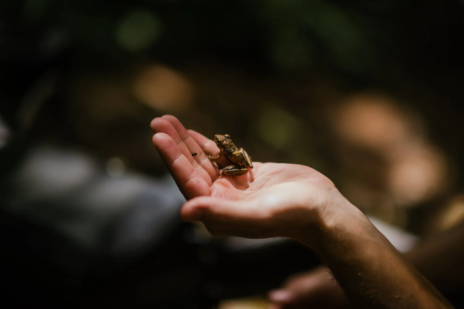 Travel photograph of a hand holding a frog in Costa Rica