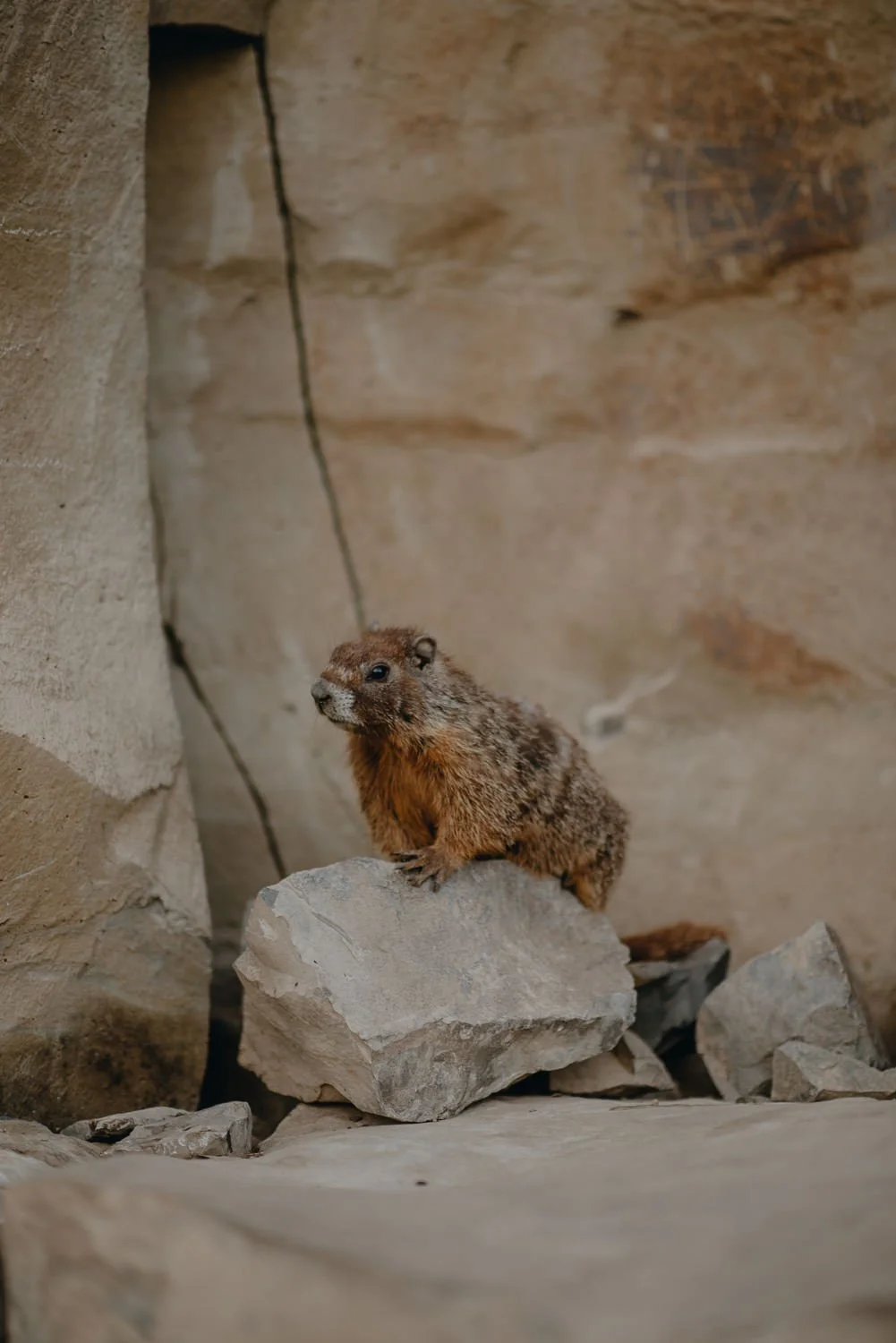 Professional adventure photography in Spokane, Washington - hiking Palouse Falls - Washington best photo locations  groundhog wildlife