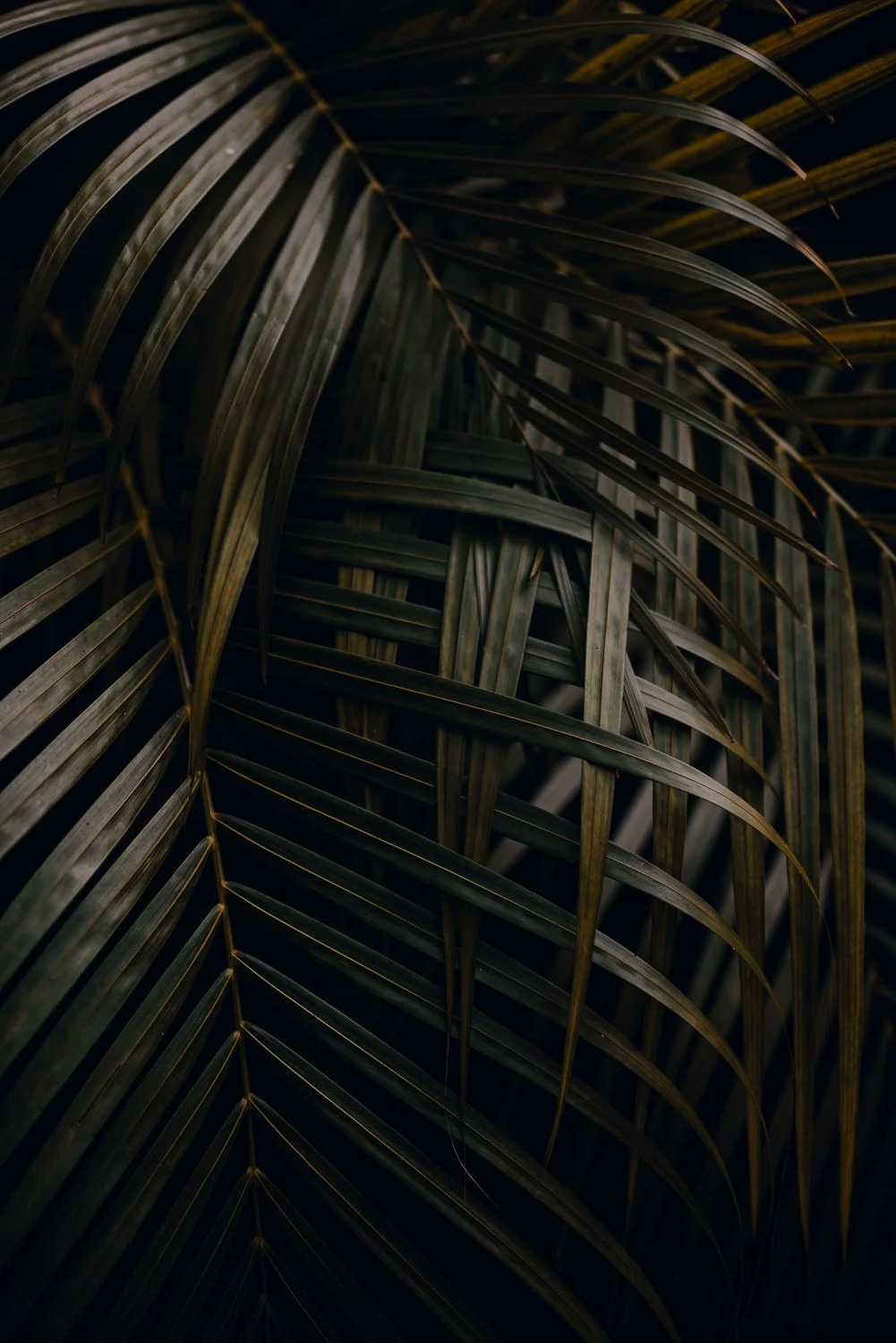 Professional travel photography in Tulum, Mexico - palm leaves