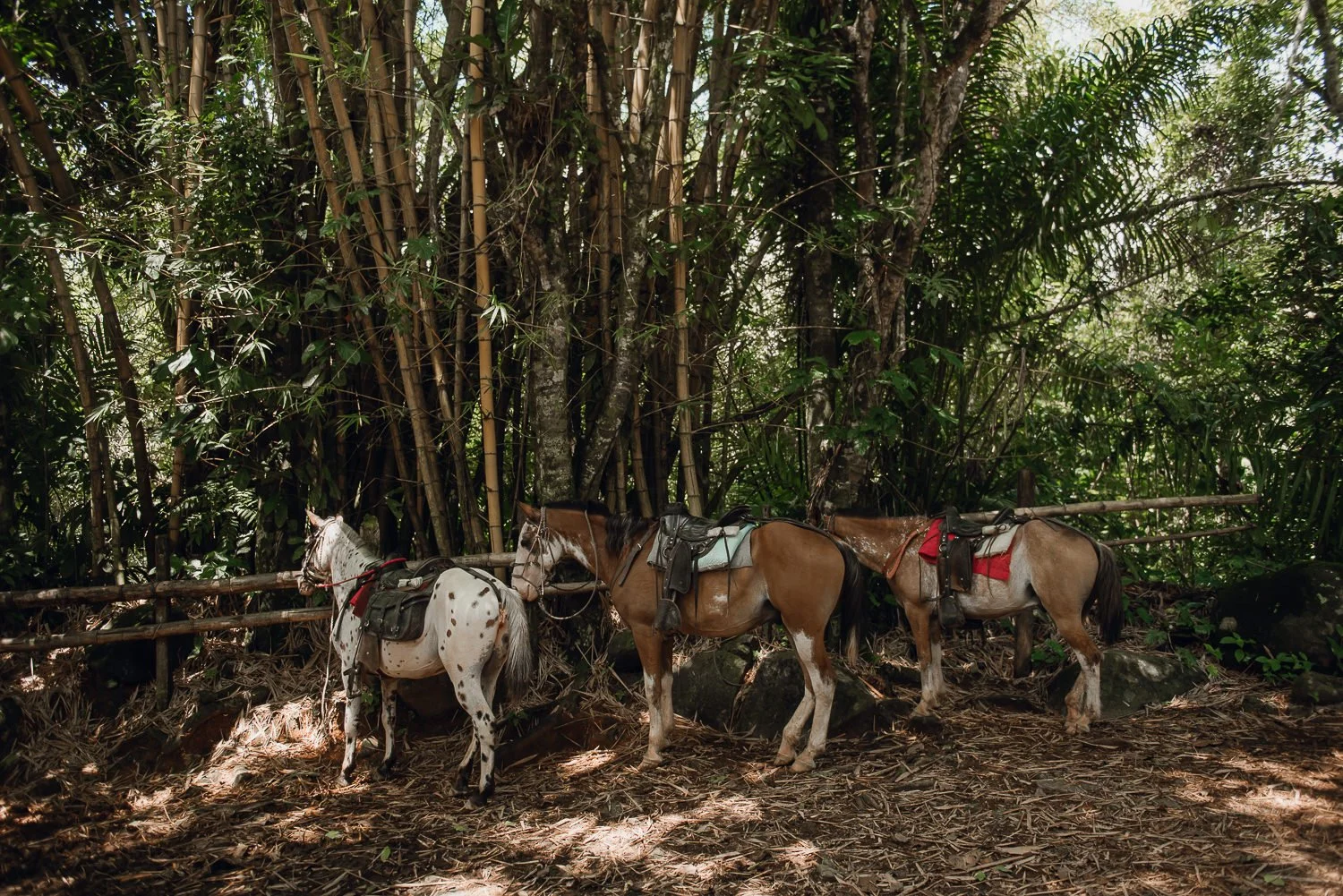 Travel photography of horses near Nuayaca Falls in Uvita, Costa Rica
