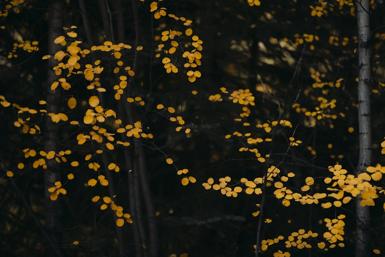 Ryan Waneka Photography Elevation Beaver Creek Country Music Festival 2023-6.jpg