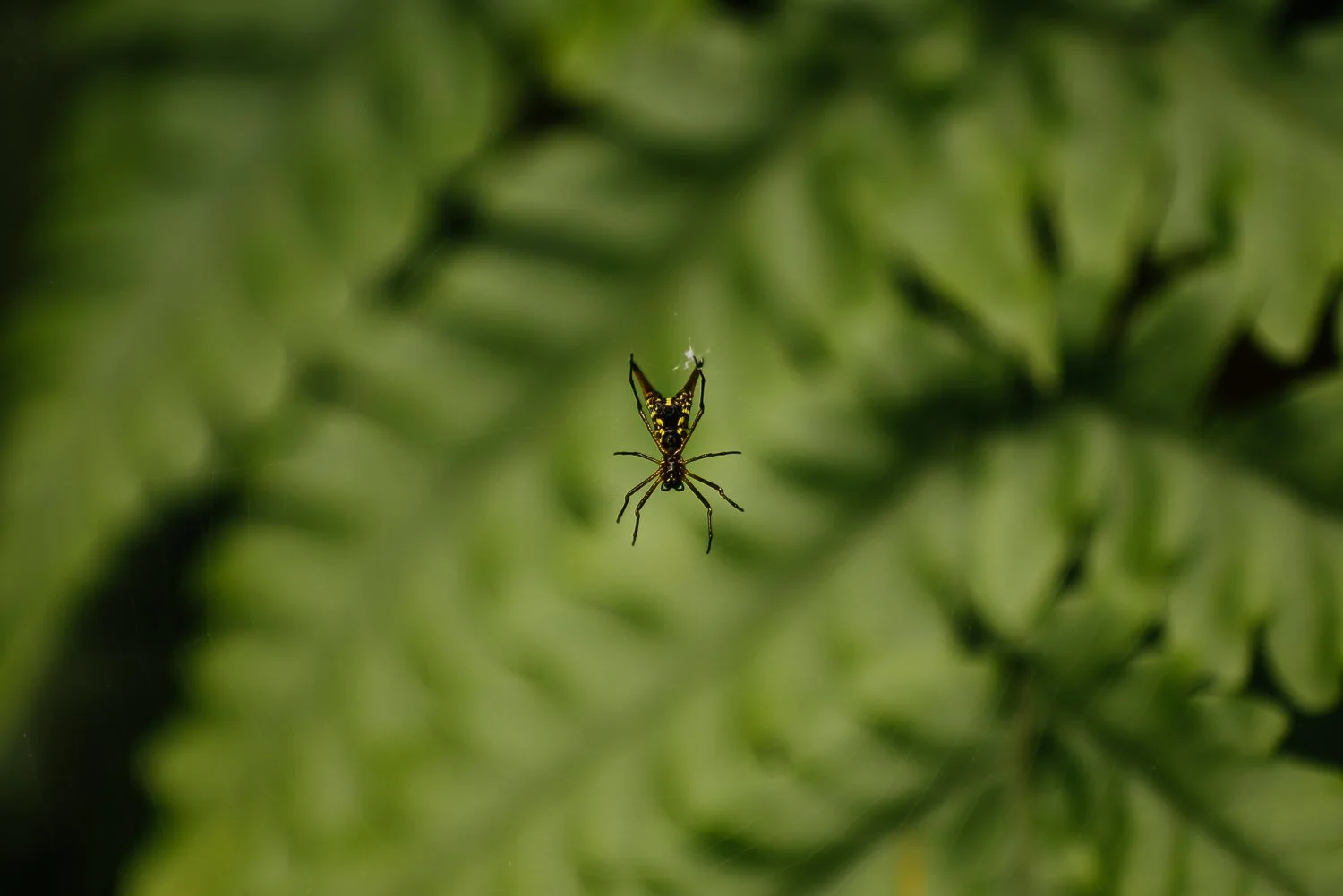 Close up photograph of a spider in Costa Rica