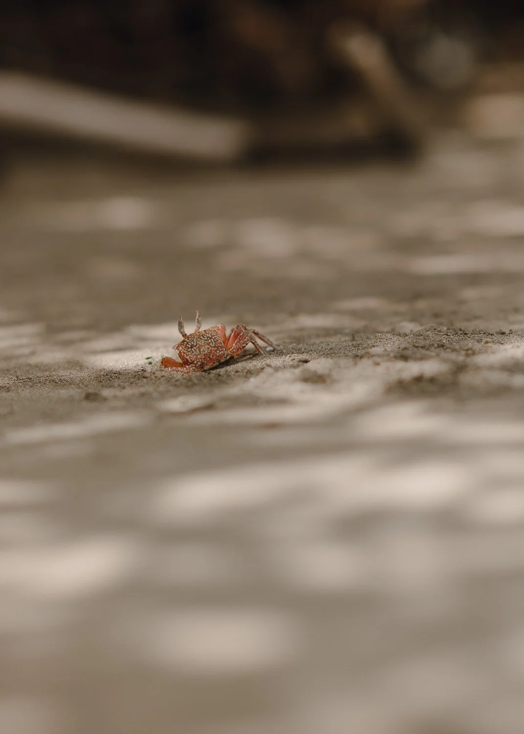 Close up nature photo of an orange crab at Whale Tail beach in Uvita, Costa Rica