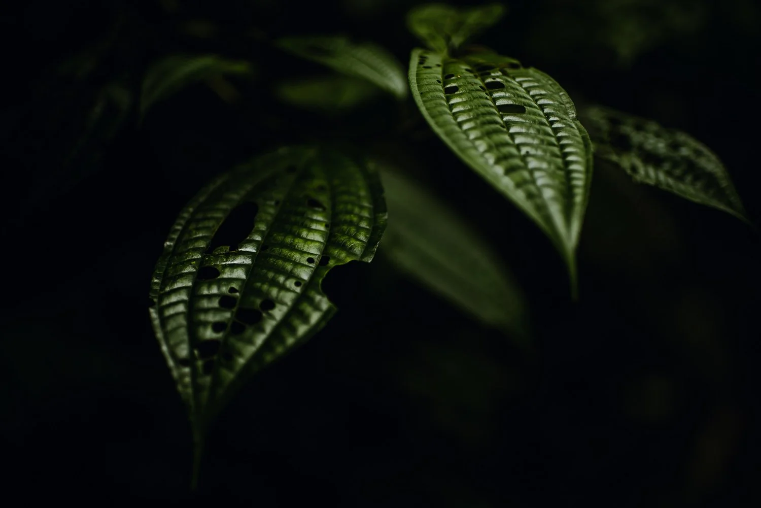 dark travel photography of wet leaves on a trail in Monteverde cloud forest in Costa Rica