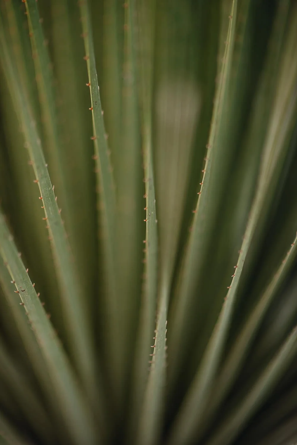 Ryan-Waneka-Photography-2022-La-Paz-Mexico-27-yucca-spines.jpg