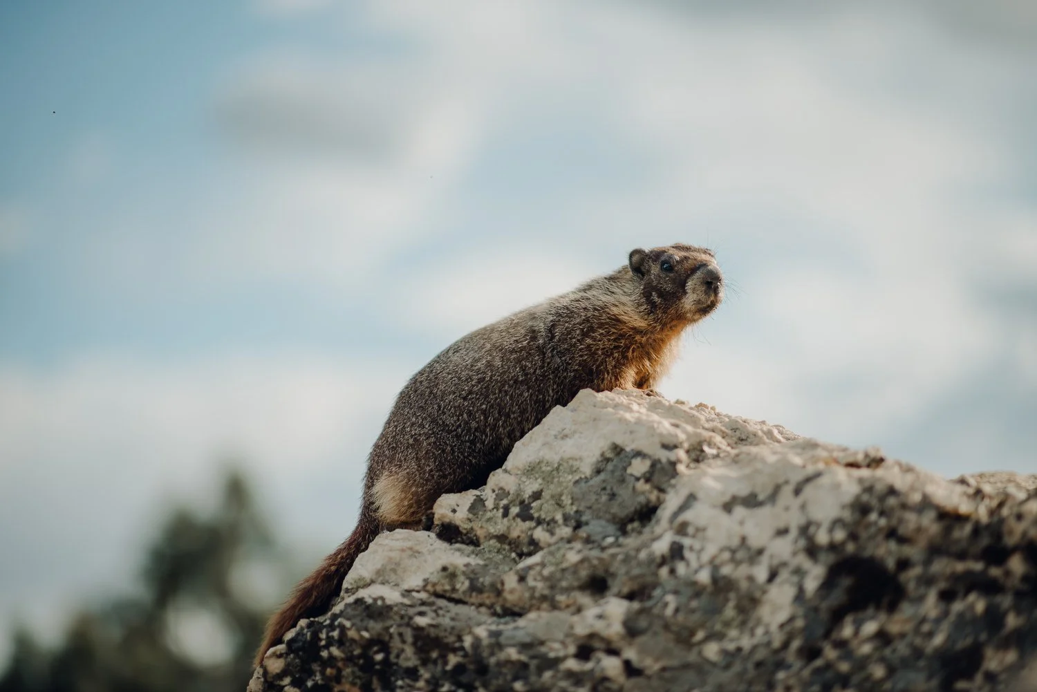 Professional adventure photography in Spokane, Washington - groundhog wildlife