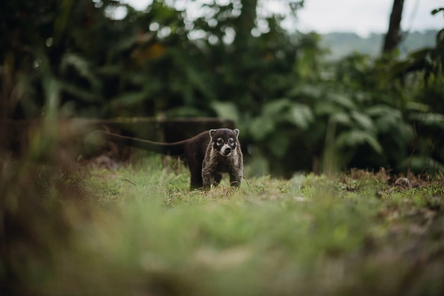 Nature photo of a Coati in La Fortuna, Costa Rica
