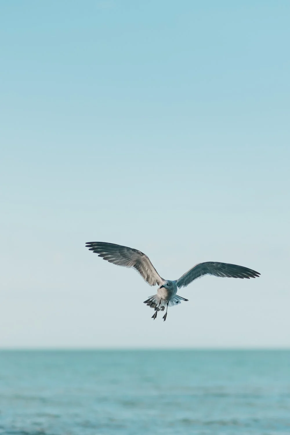 Ryan-Waneka-Photography-Travel-2021-Isla-Holbox-Mexico-5-seagull.jpg