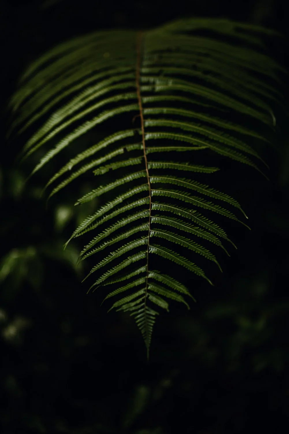 nature photography of beautiful leaf in costa rican rainforest