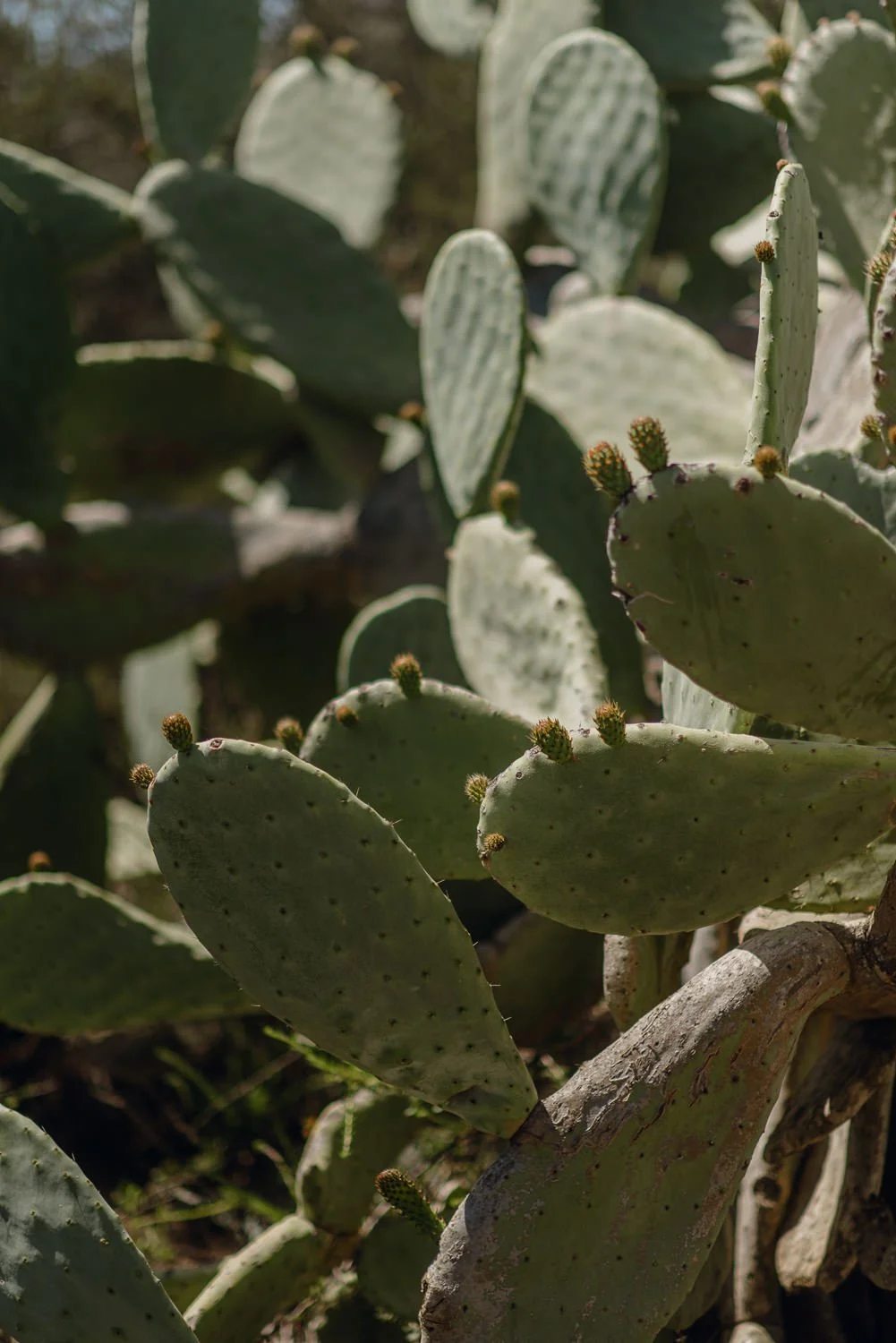 Professional landscape photography in San Diego, California