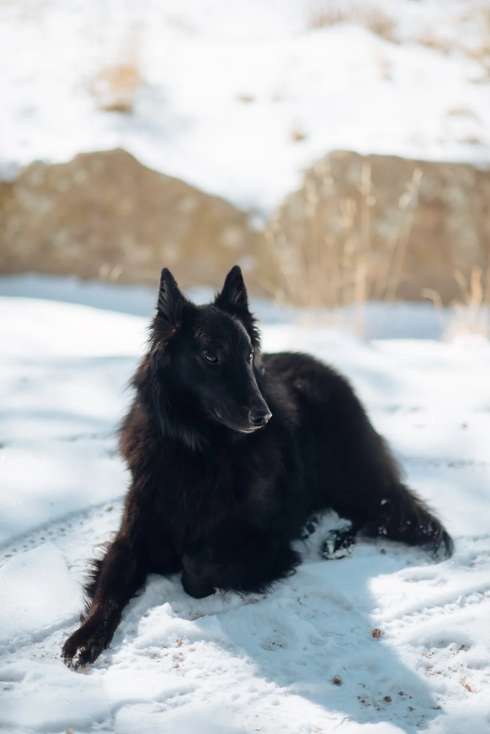 Professional lifestyle photography of a beautiful black dog in the snowy mountains in Colorado Springs, Colorado
