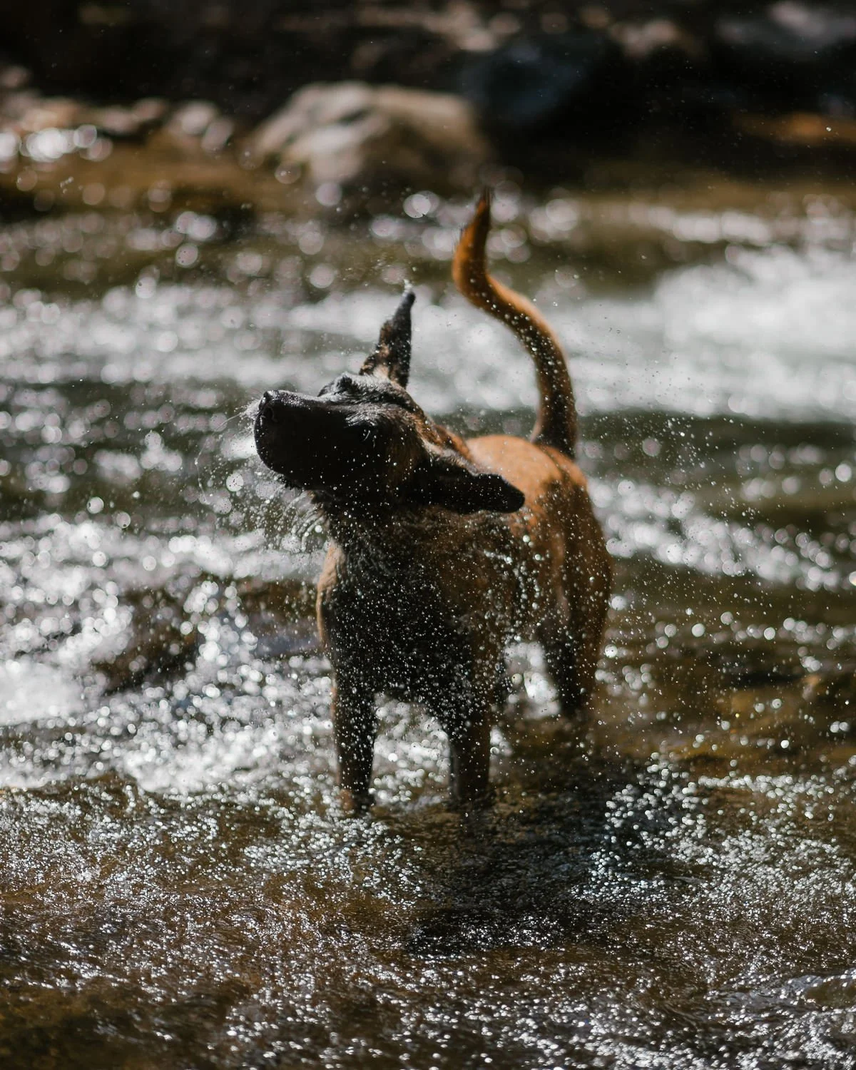 Travel photograph of a dog shaking off water in a river in Costa Rica