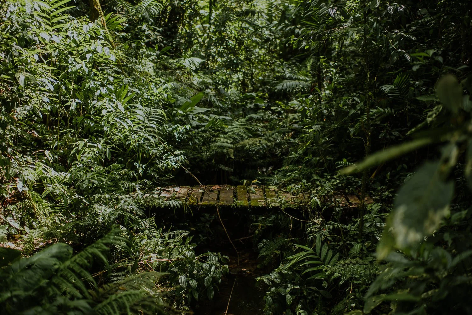 travel photography of a mossy wooden bridge near a trail in Monteverde cloud forest in Costa Rica