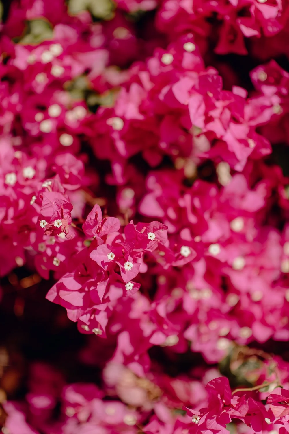 Ryan-Waneka-Photography-2022-La-Paz-Mexico-3-bougainvillea-flowers.jpg