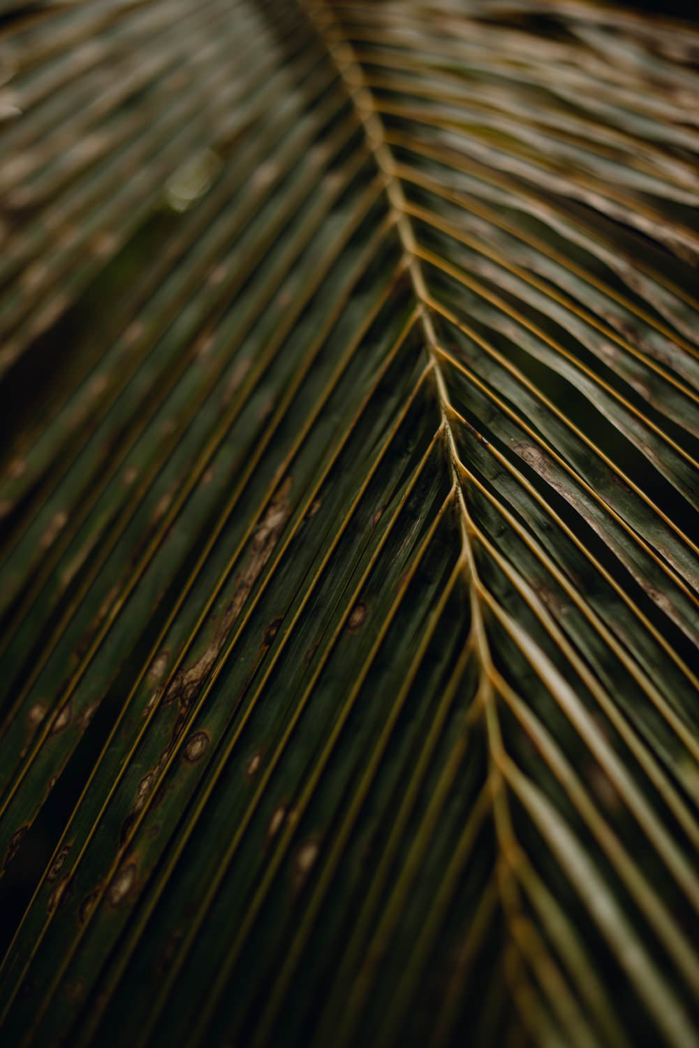 Professional travel photography in Oahu, Hawaii - nature photography