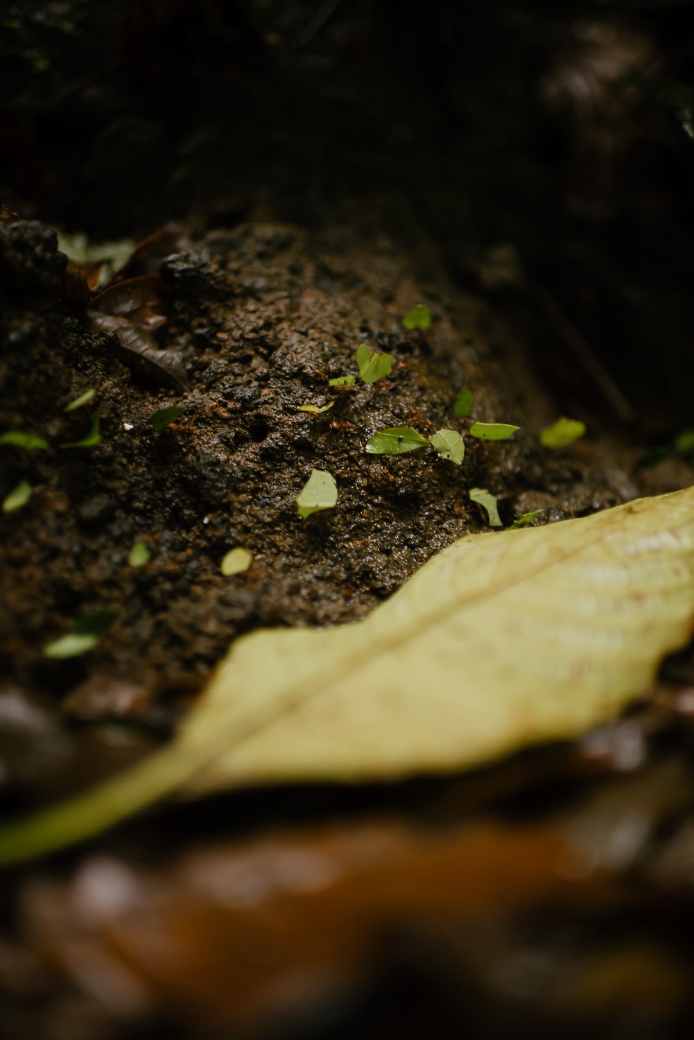 Ants carrying leaves on a trail in Costa Rica