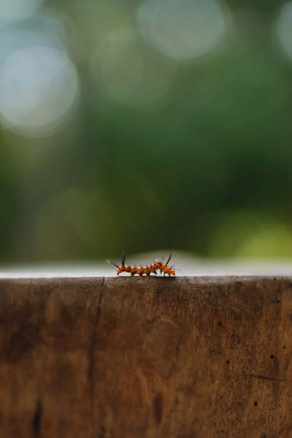 Close up nature photography of an orange caterpillar in Tulum, Mexico