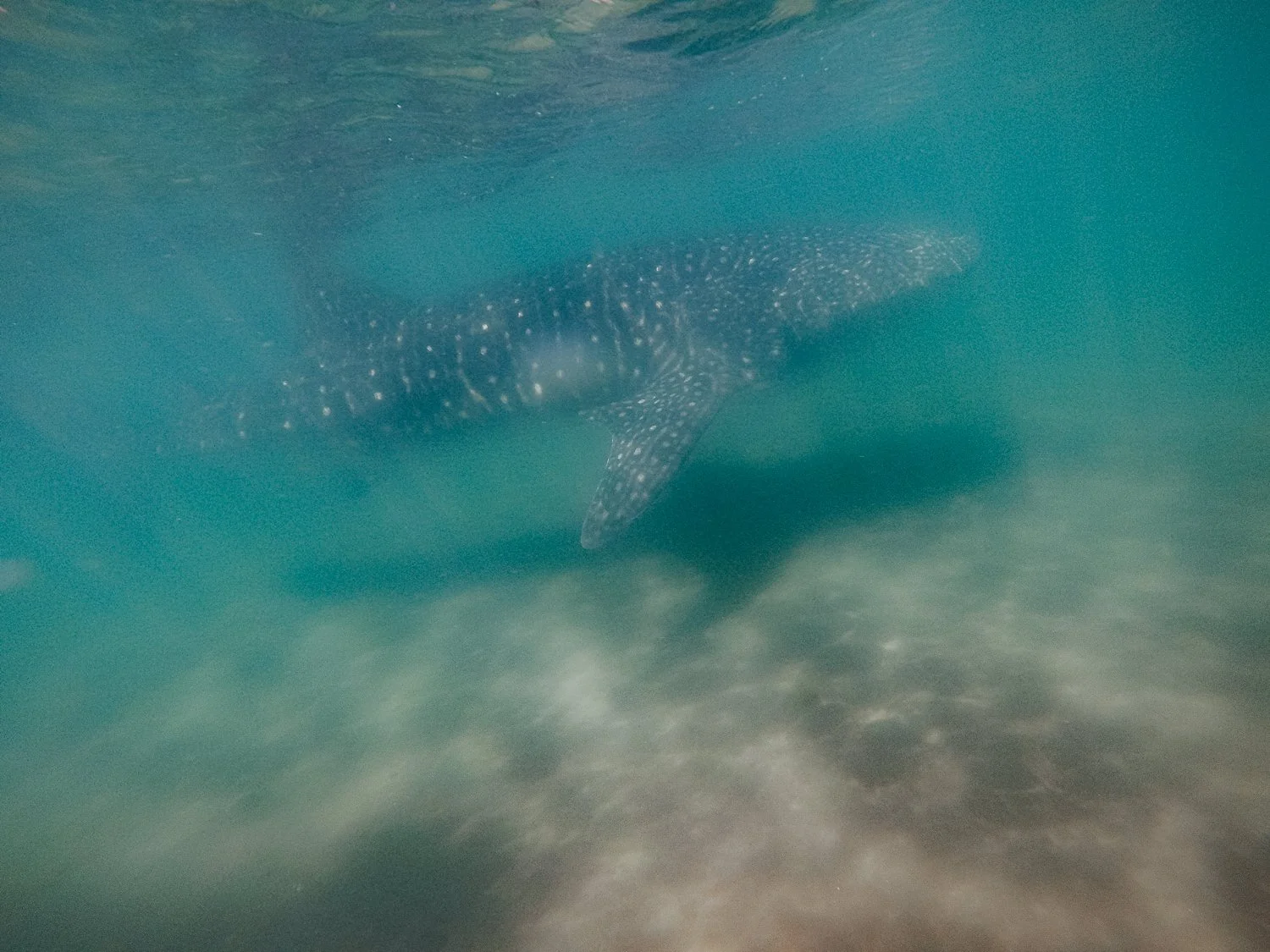 Ryan-Waneka-Photography-2022-La-Paz-Mexico-25-whale-shark-diving-experience.jpg