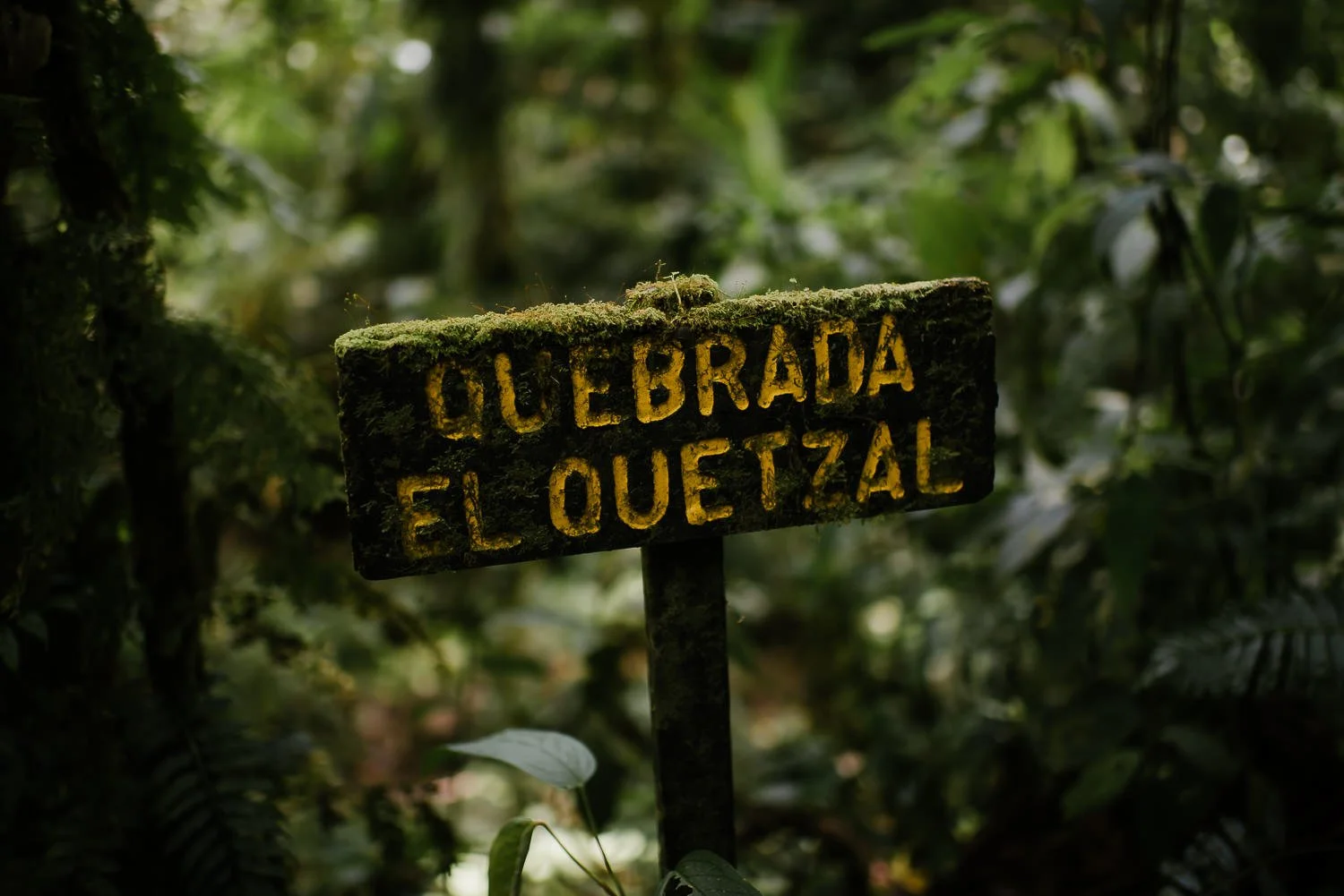 Travel photography of a Quebrada El Quetzal sign on a trail in Monteverde cloud forest in Costa Rica