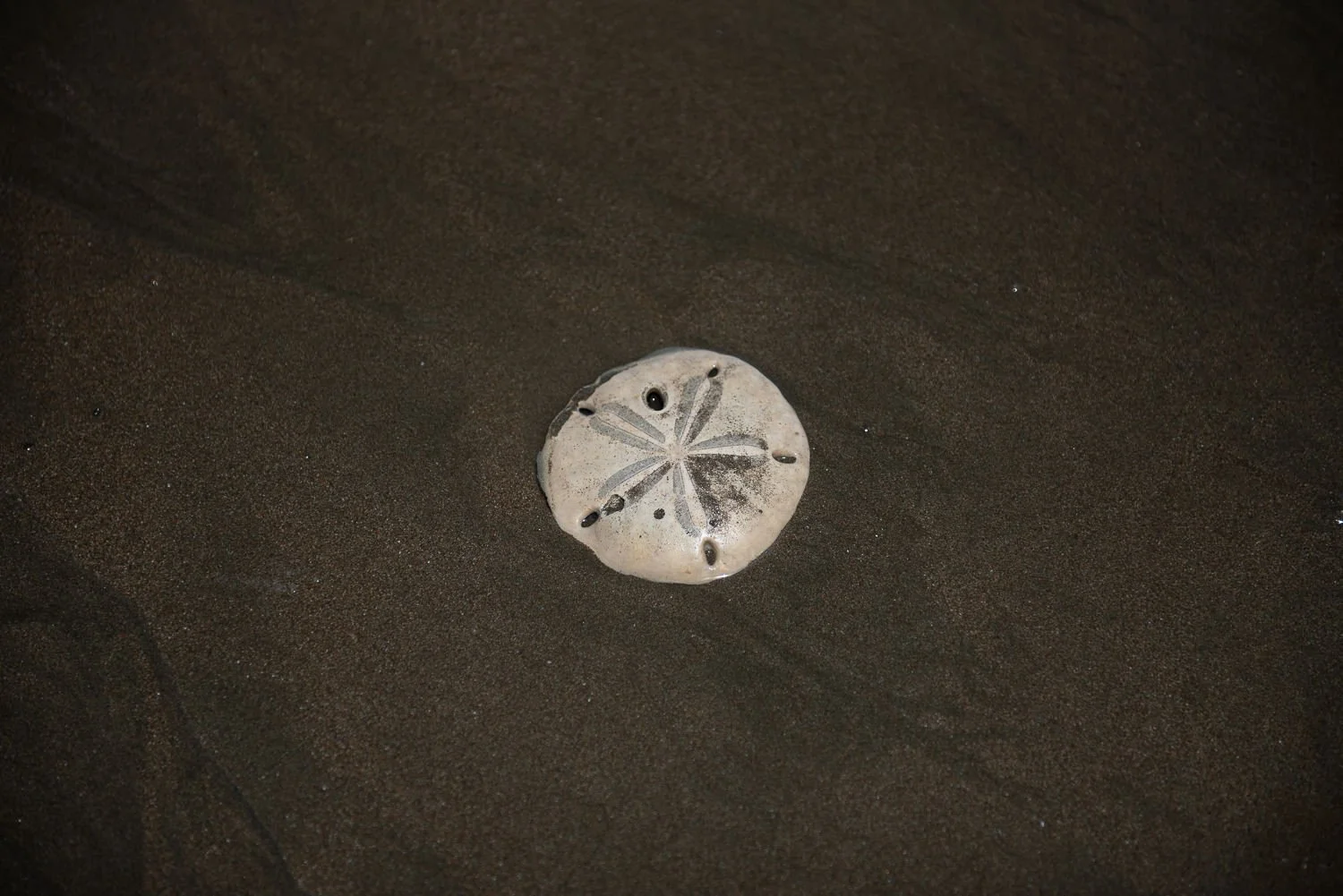 Travel photograph of a sand dollar in Uvita, Costa Rica