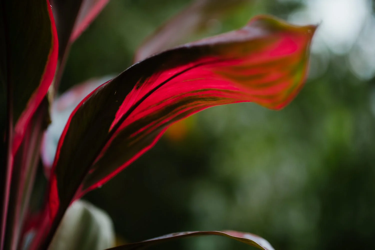 Close up of a pink leaf in Costa Rica