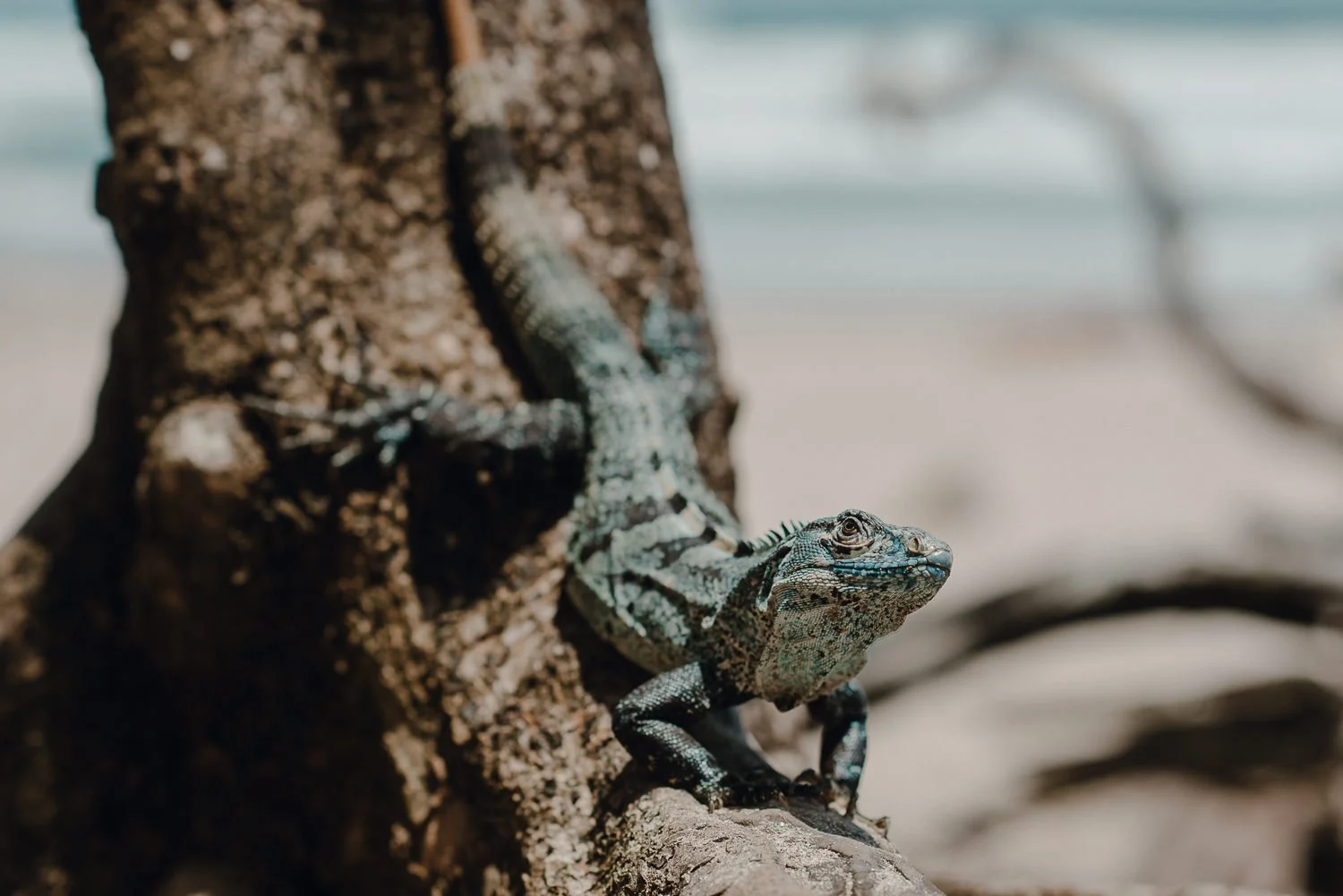 Nature photography of large blue iguana on the beach in Santa Teresa, Costa Rica
