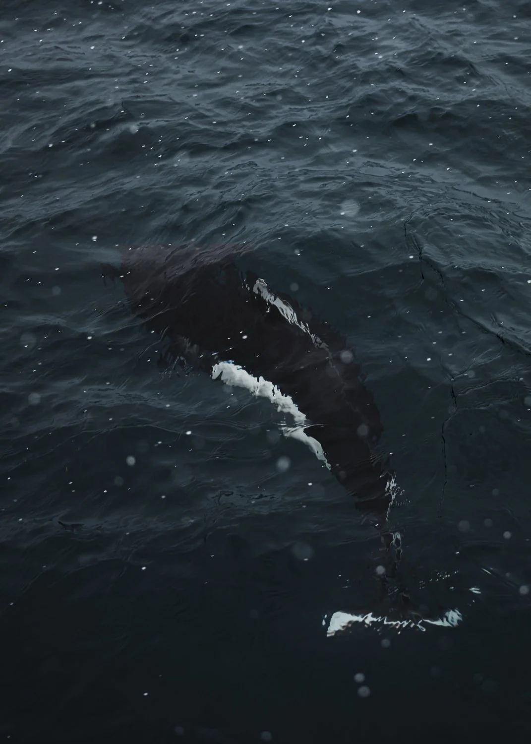 Ryan Waneka Photography Travel Visit Alaska Adventure-43.jpg