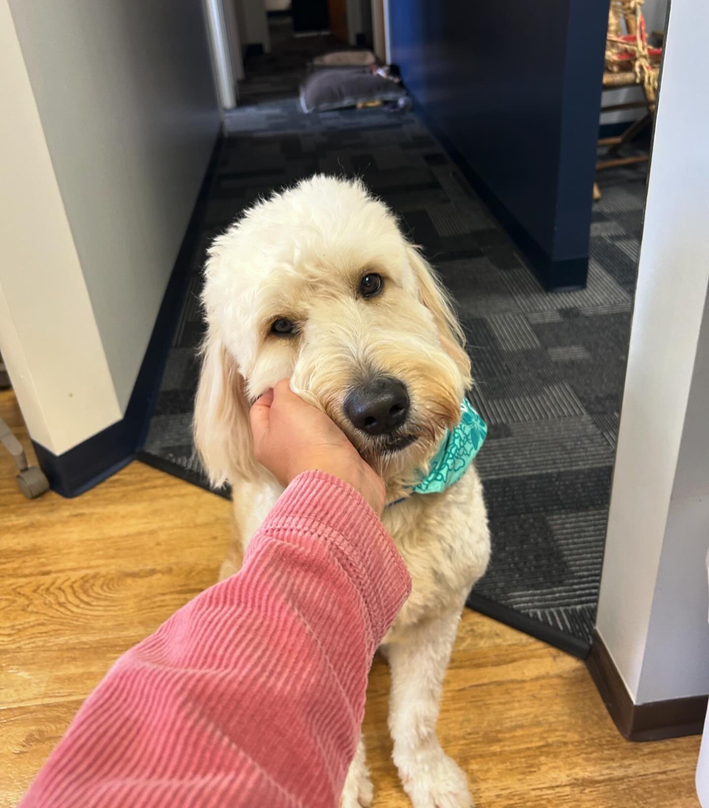 Koa: Our therapy dog! 🐾