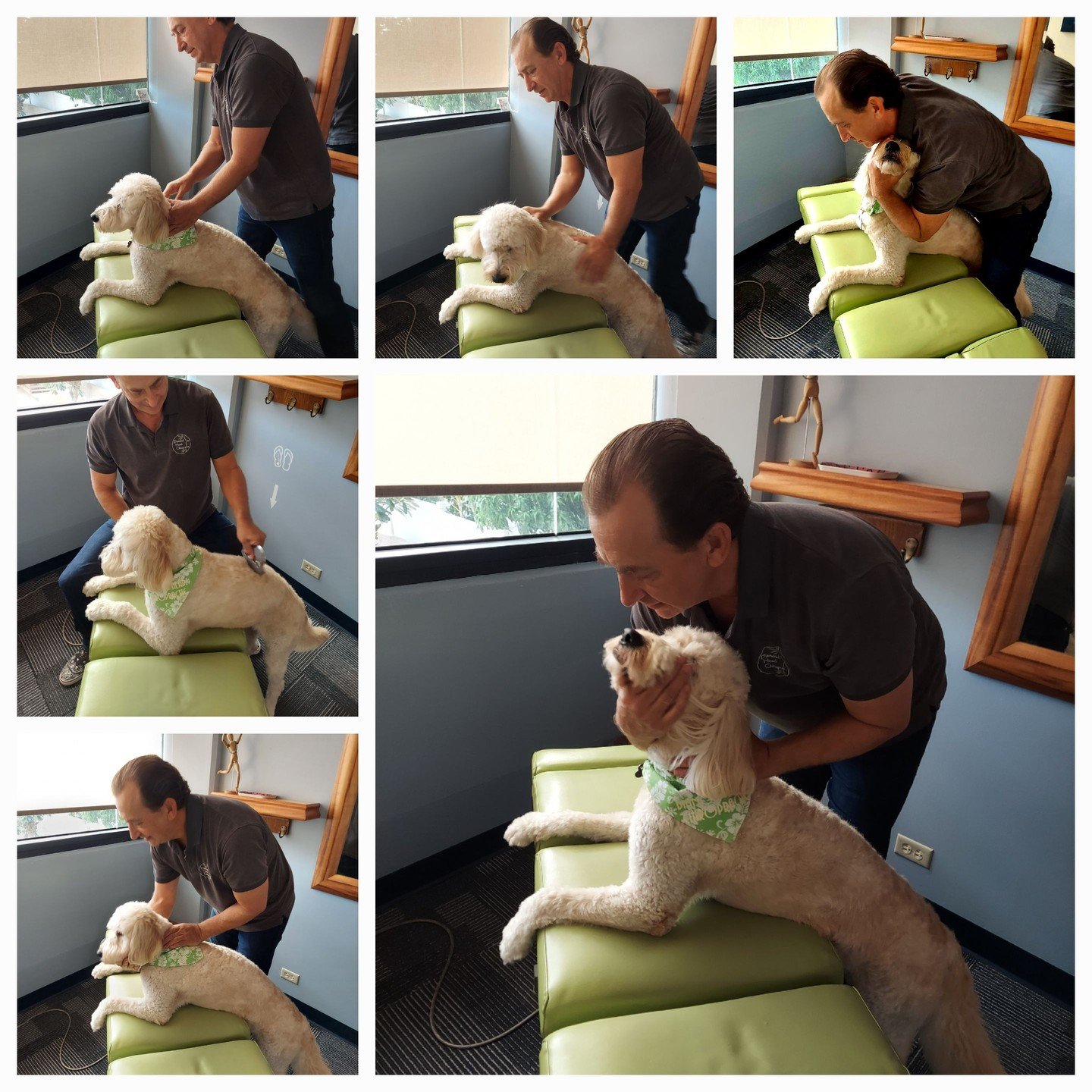 Koa feels so much better after his adjustment -- Now it's your turn! Call us or schedule online at WWW.DHCHI.COM to come see Dr. Jesse and Koa soon!