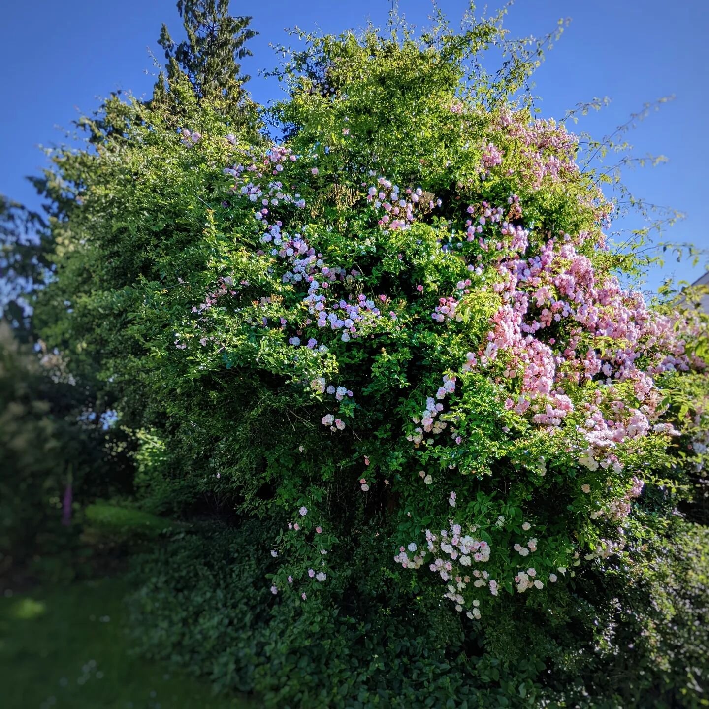 How gardens should be! A beautiful rambling rose growing through a Crataegus (Hawthorn) in a client's garden. Looks amazing and is a garden wildlife haven.
.
.
.
#gardens #gardenersofinstagram #landscapernanaimo #landscaperlife #landscapingnanaimo #l