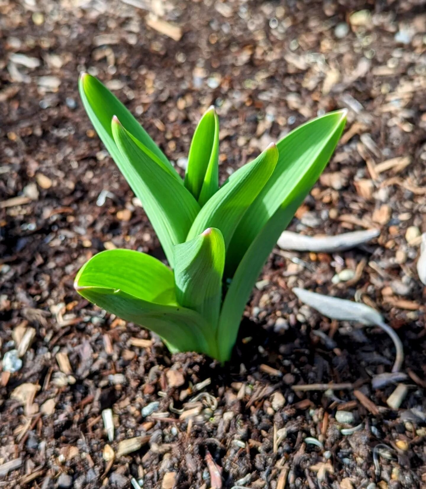 Exciting to see new bulbs planted last fall starting to appear like these Allium.

#springbulbs
#springiscoming #landscapingnanaimo #nanaimosmallbusiness #pnwgardening #lawncarenation