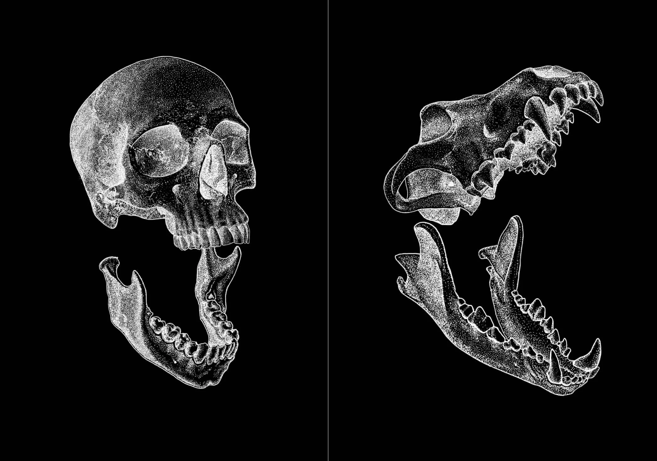 Wulf-Innards-Web-F.jpg