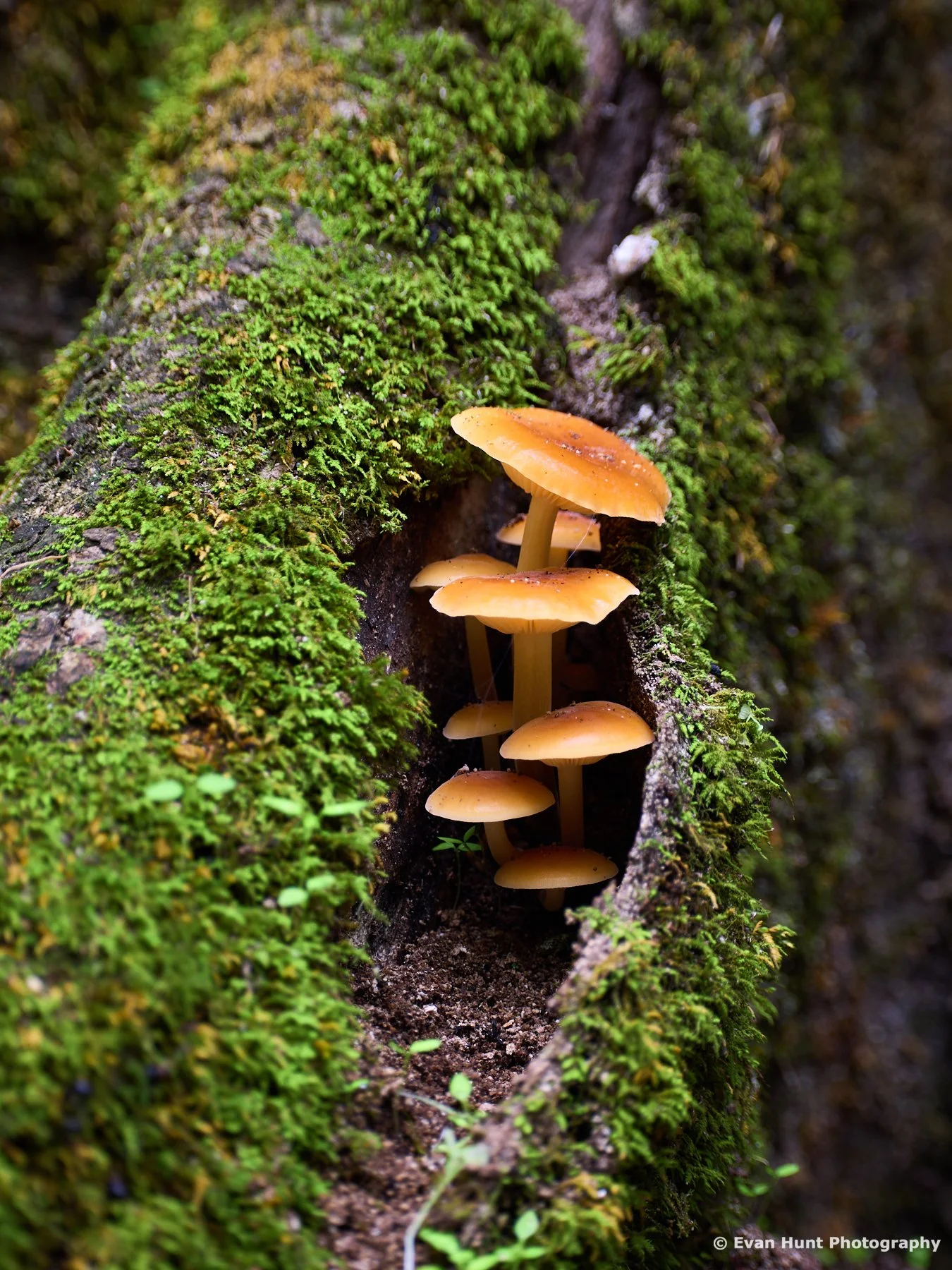 Hidden Treasures of the Forest II