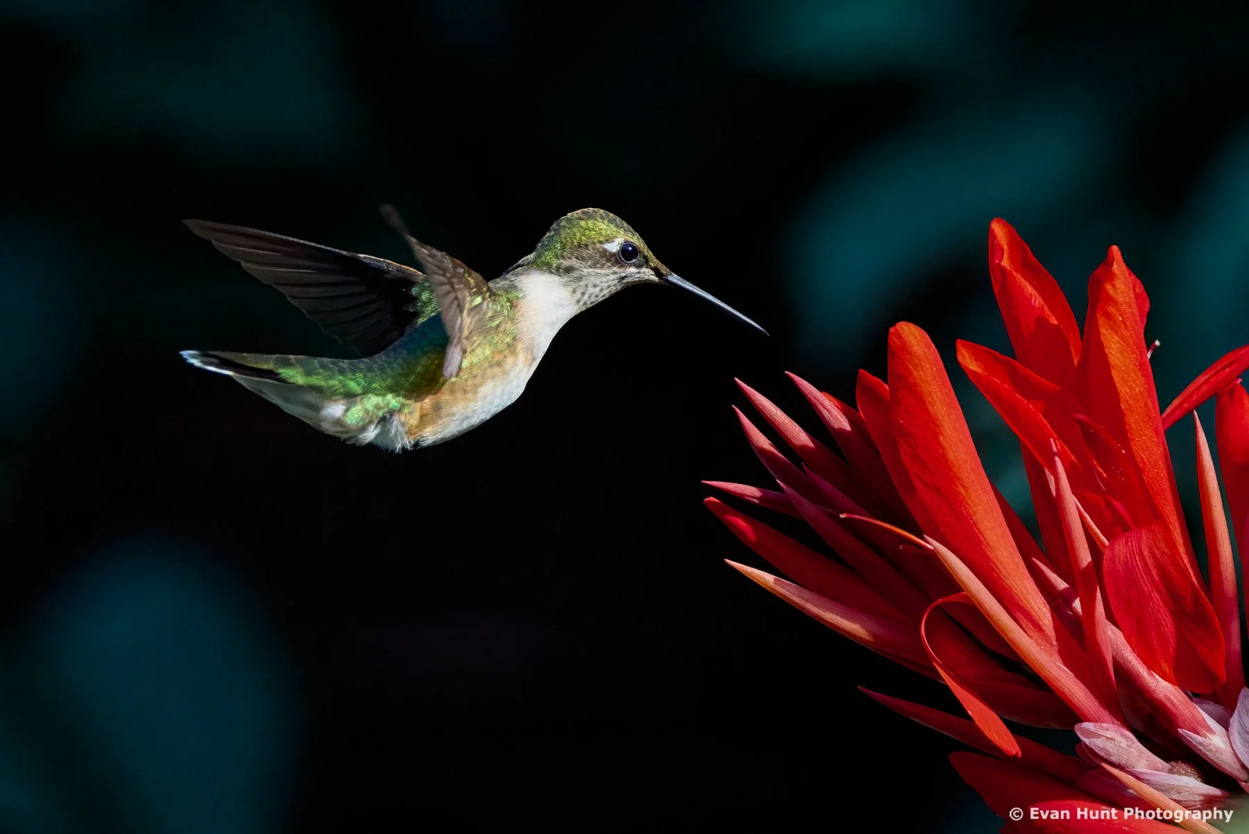 A Fleeting Glimpse of Beauty II