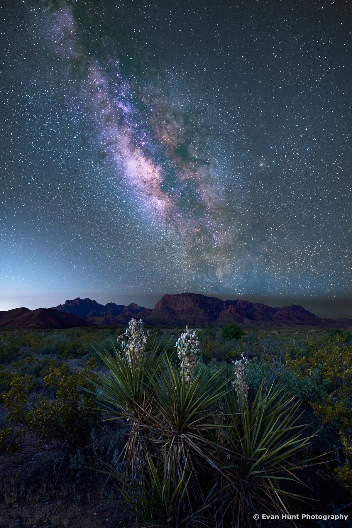 Chihuahuan Night Blossoms