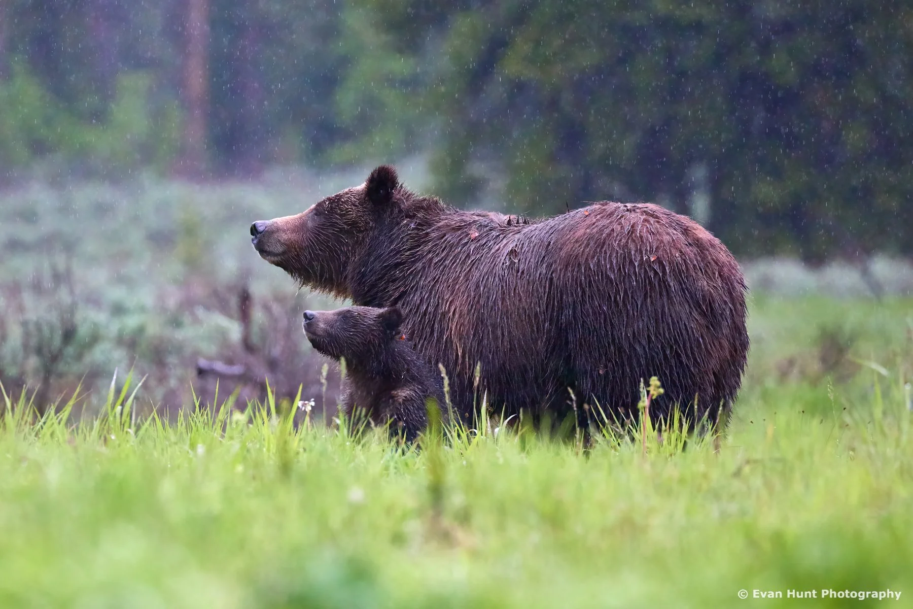 Ursa Major, Ursa Minor