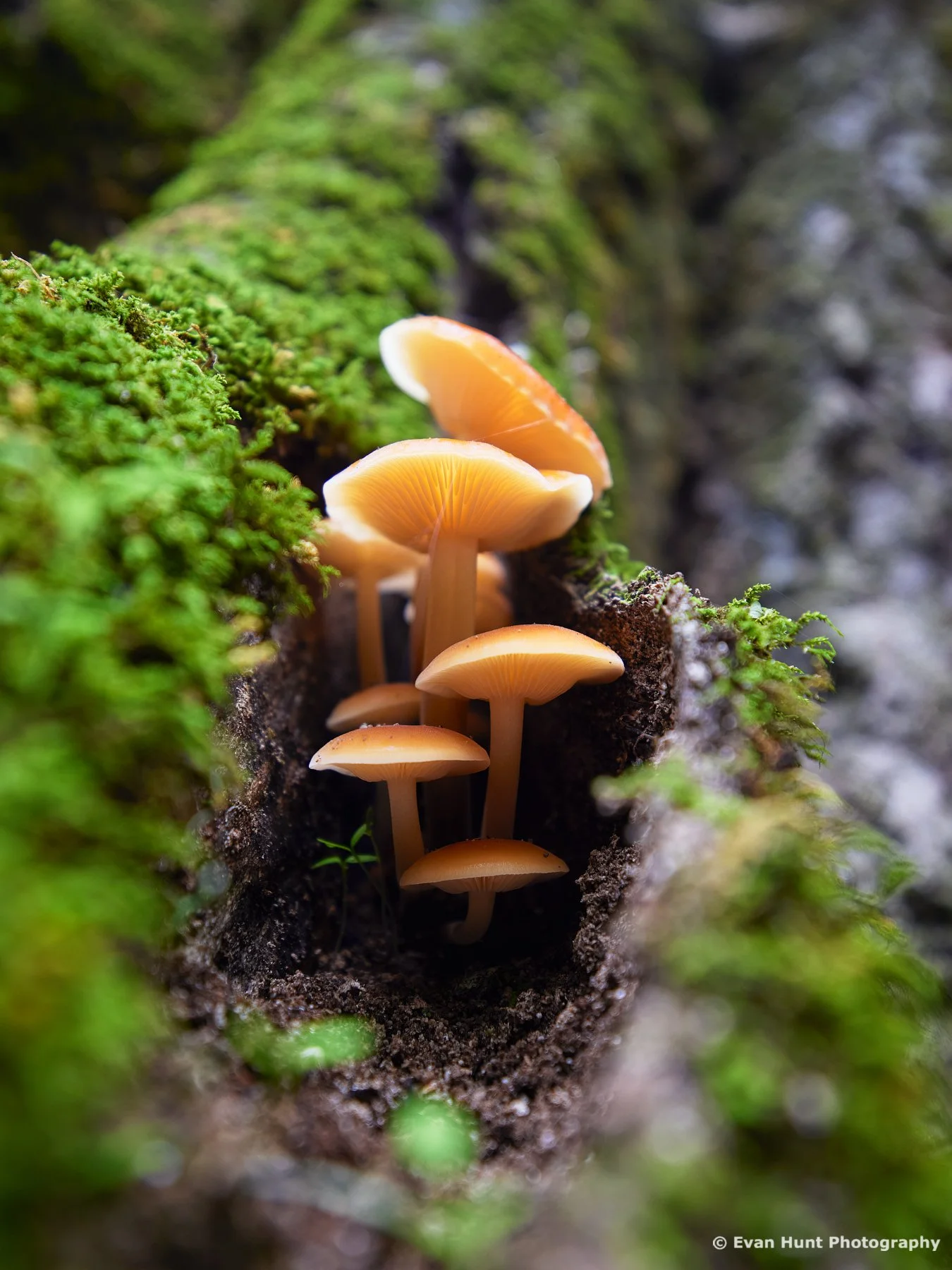 Hidden Treasures of the Forest I