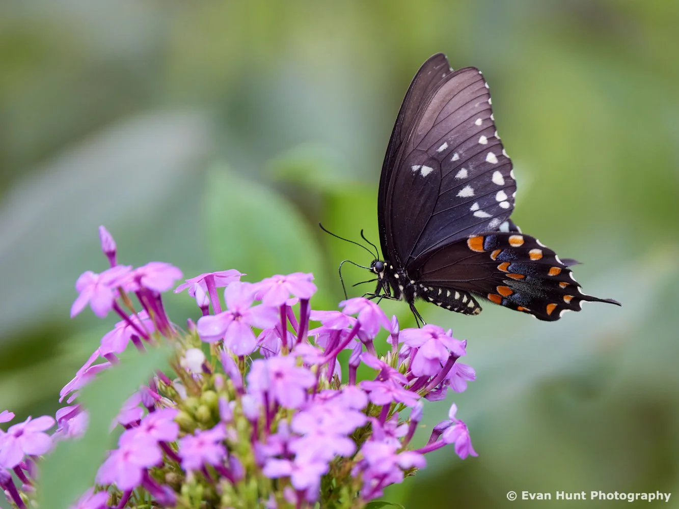 Purple, Spice, and Everything Nice