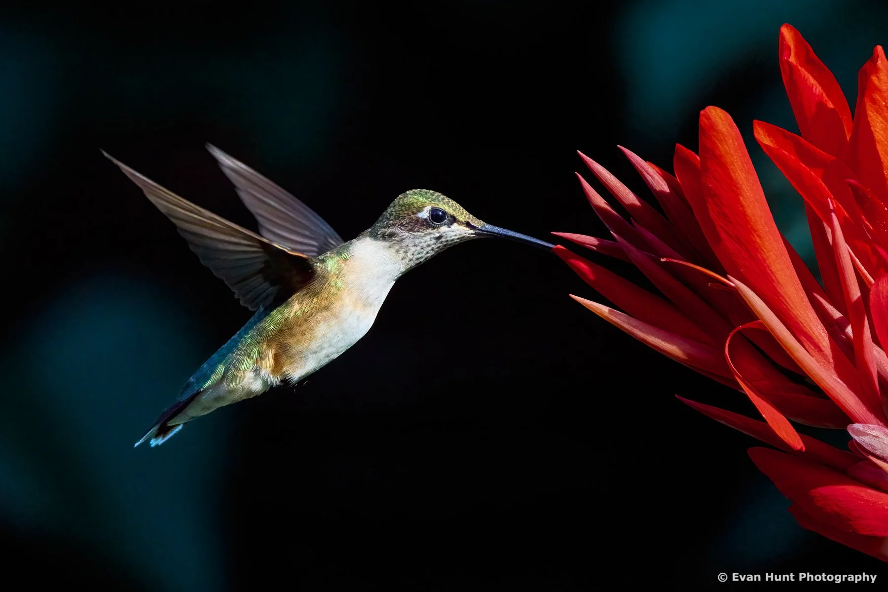 A Fleeting Glimpse of Beauty I