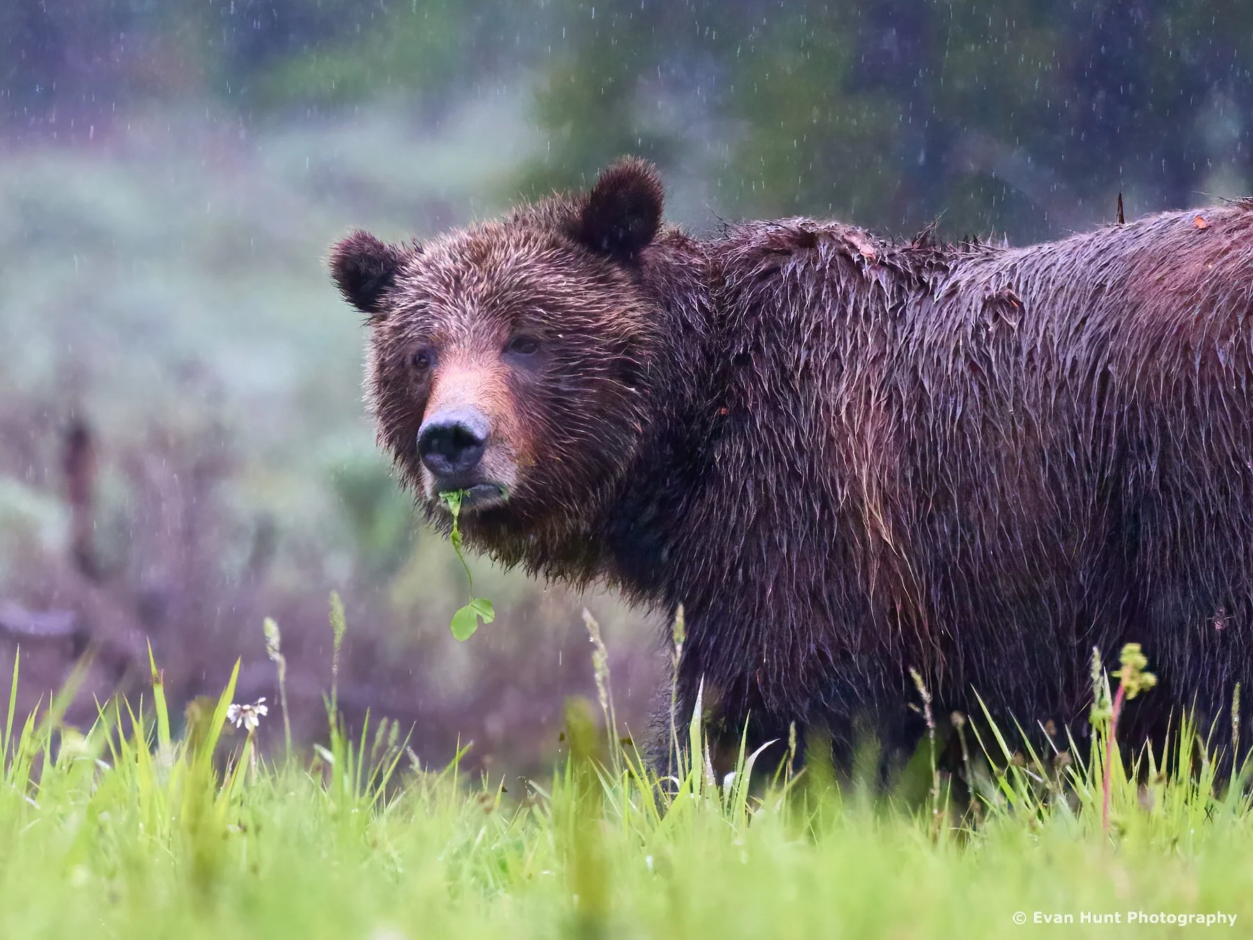 Grizzly 399: The World's Most Famous Mother Bear