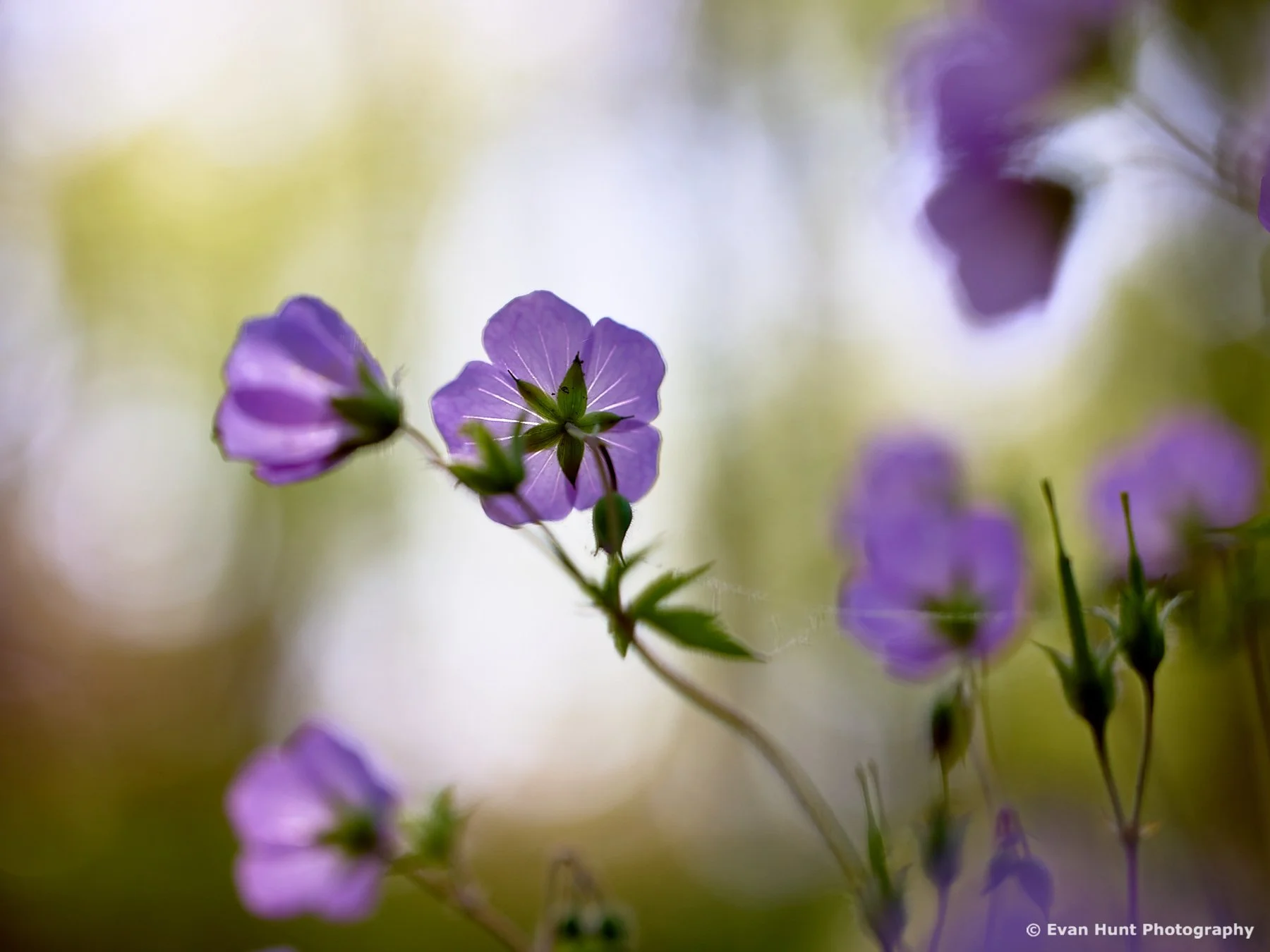 Amethyst Brushstrokes