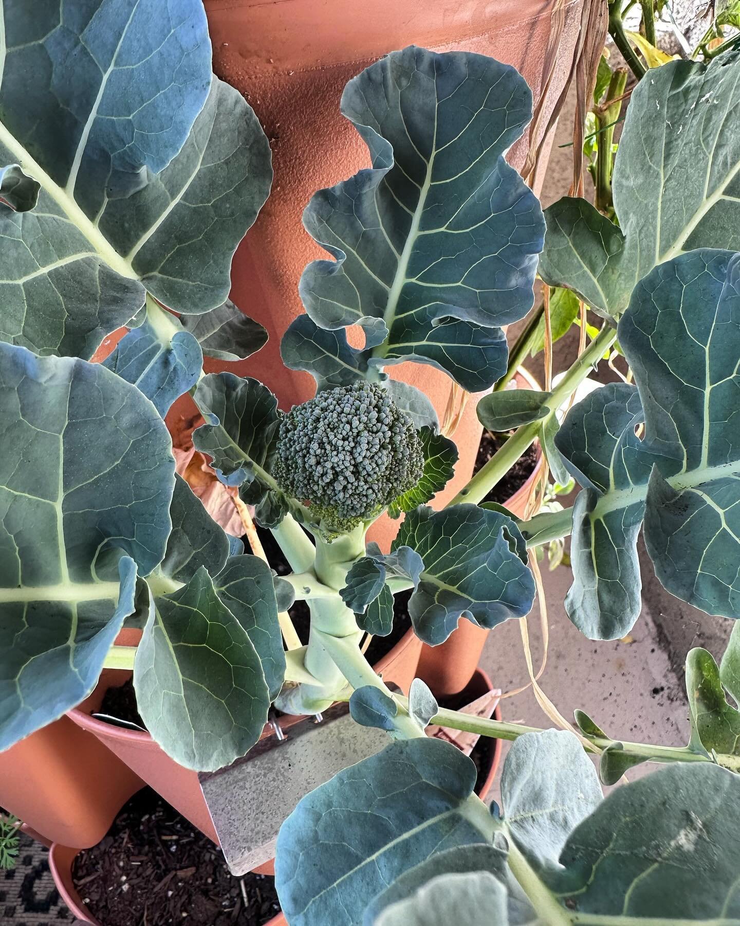 A cute little balcony broc 🥦🥹